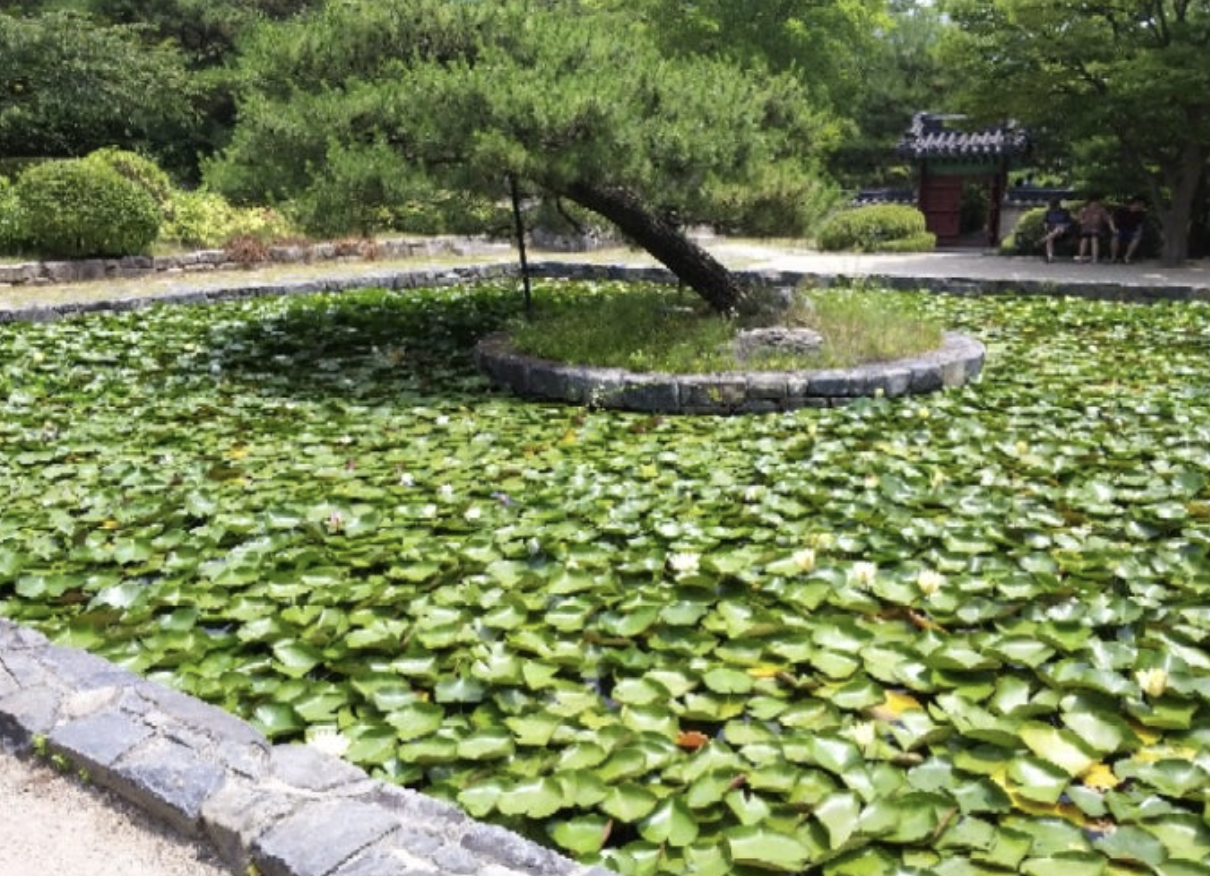 일산호수공원연못