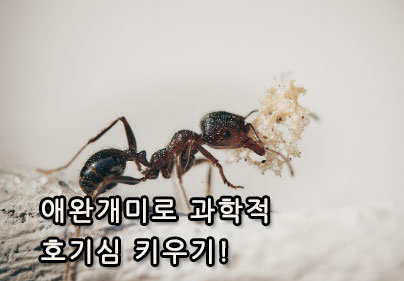 애완개미로 과학적 호기심 키우기!