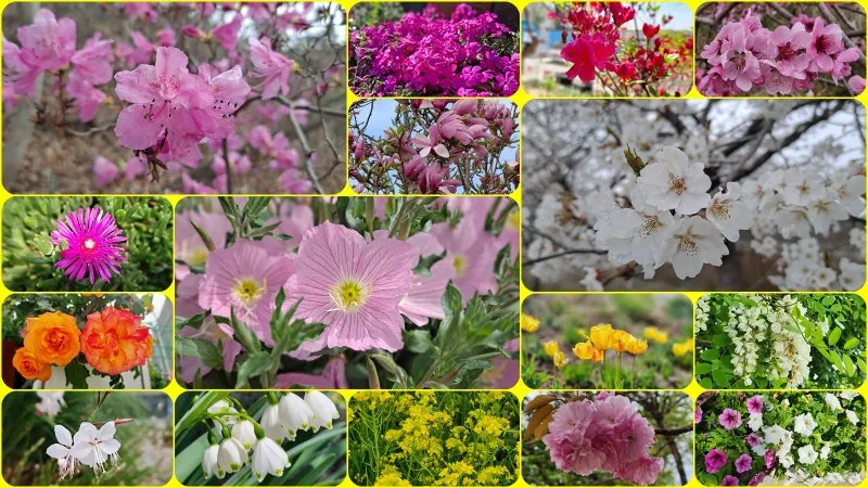 아파트 화단에 핀 5월의 꽃 송엽국 작약 금계국 털개구리미나리_4