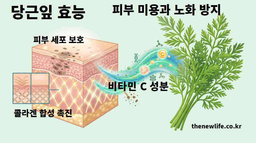 당근잎 효능 피부 미용 노화 방지