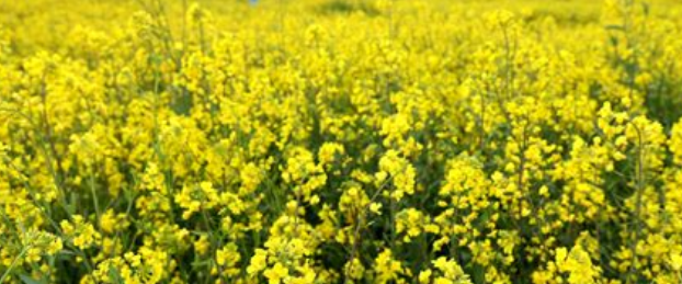 서귀포 표선 유채꽃 축제3