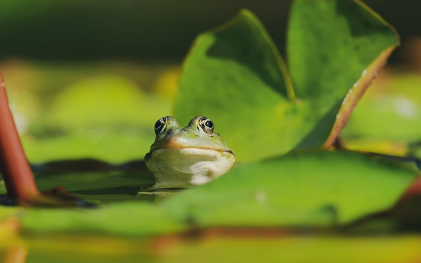개구리꿈 상황별 해몽
