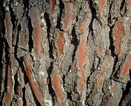 해송나무껍질 피크노제놀