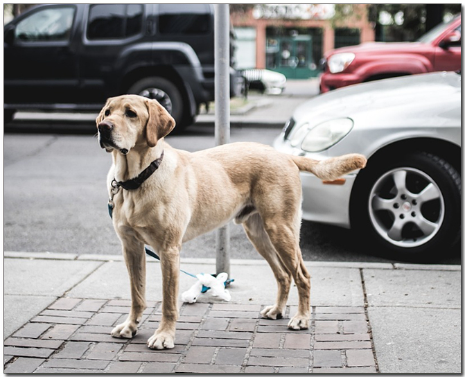 주인을 기다리는 래브라도 리트리버