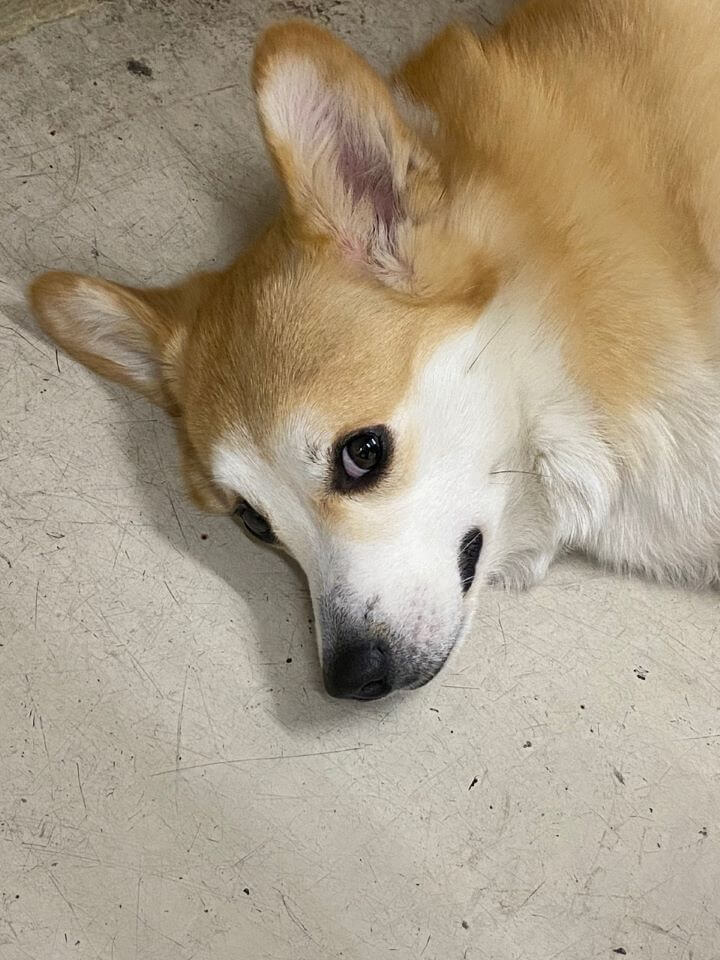 강아지-웰시코기