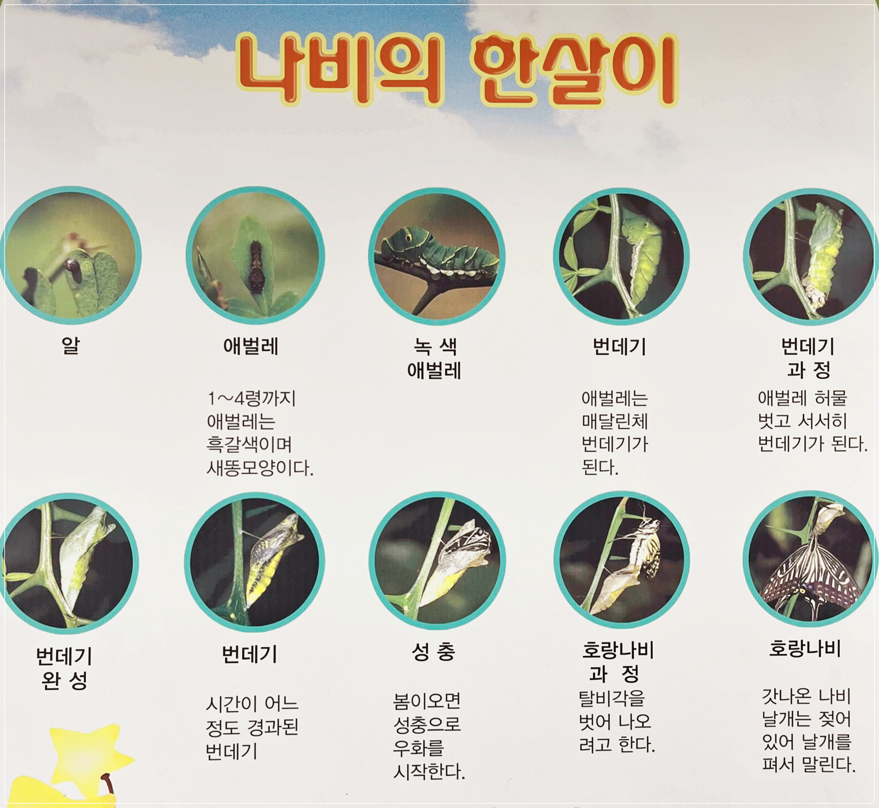 나비의 한살이