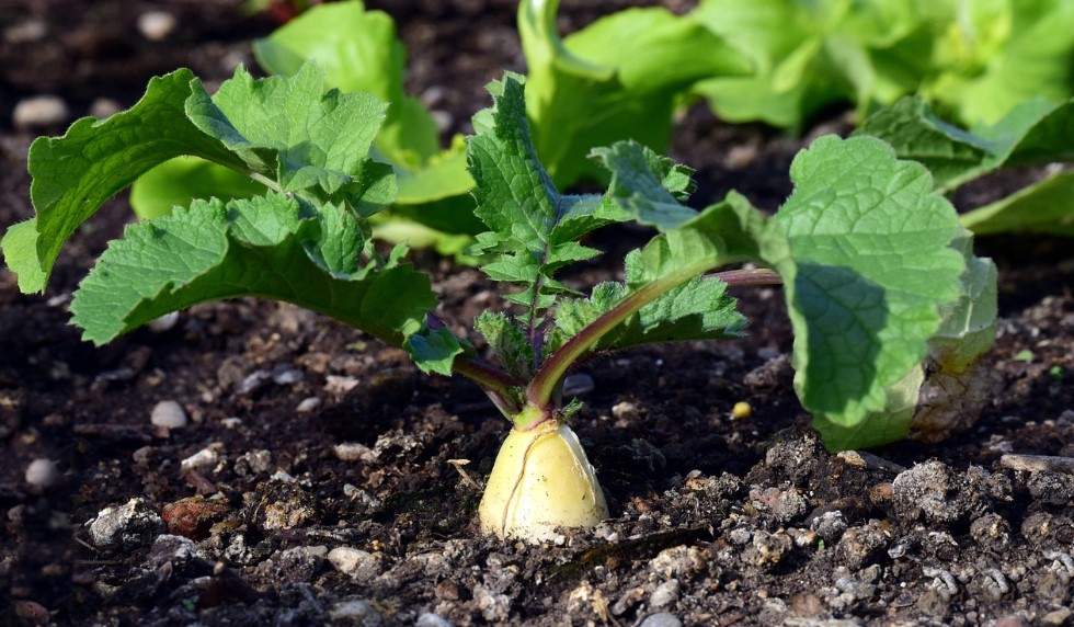 김장무 심는 시기 재배 방법