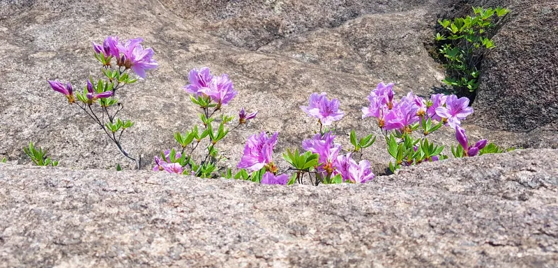 합천 황매산