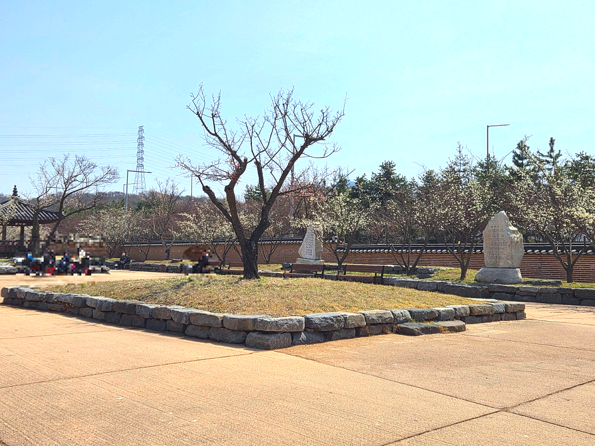 2025년 경인 아라뱃길 매화동산&amp;#44; 인천 매화마을: 주차&amp;#44; 먹거리