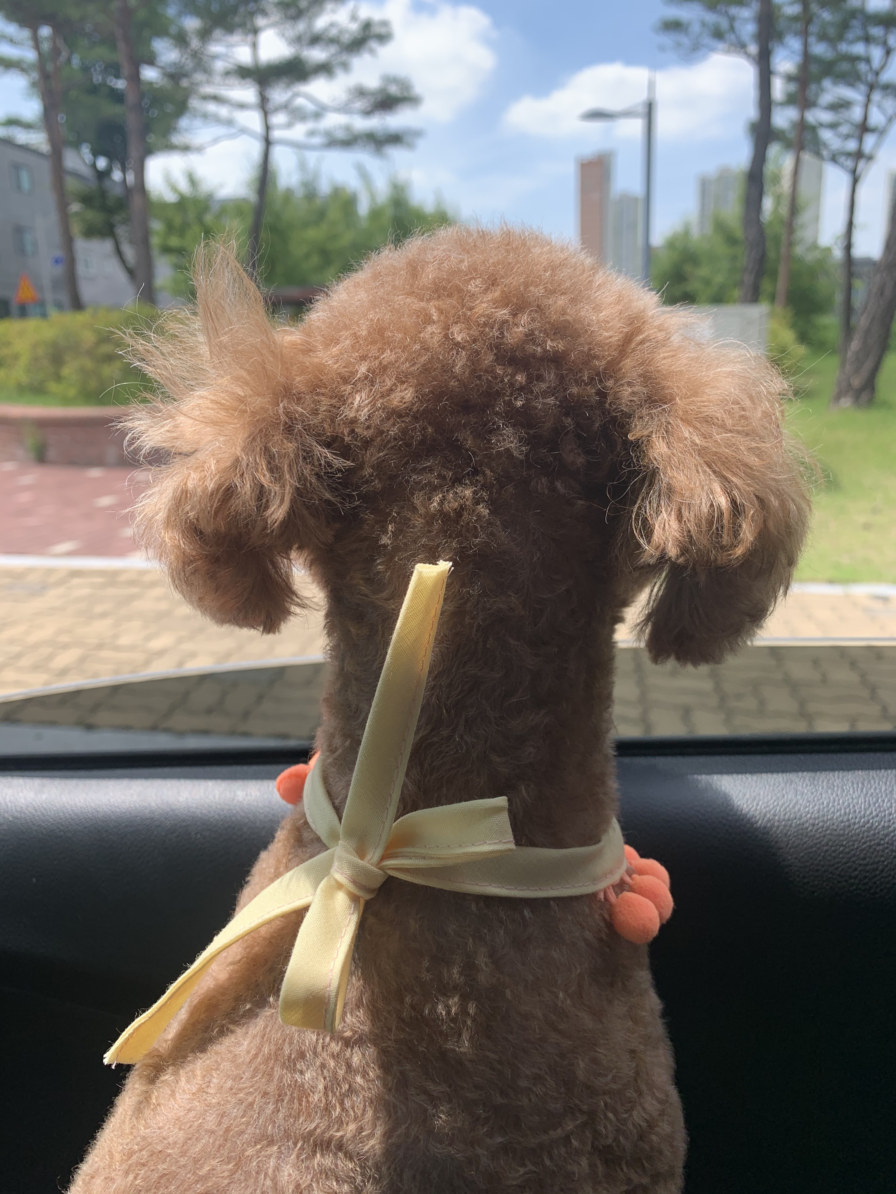 반려견과 함께하는 안전한 여행 가이드