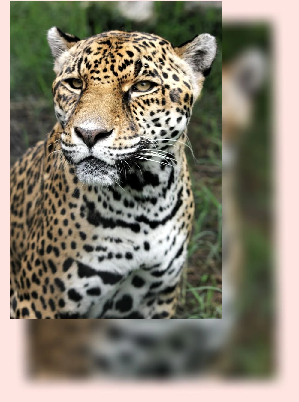 고양이 허피스_1_subsection