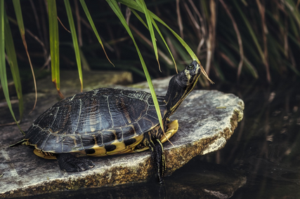 동물들의 놀라운 초능력