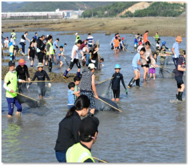 화성 뱃놀이 축제