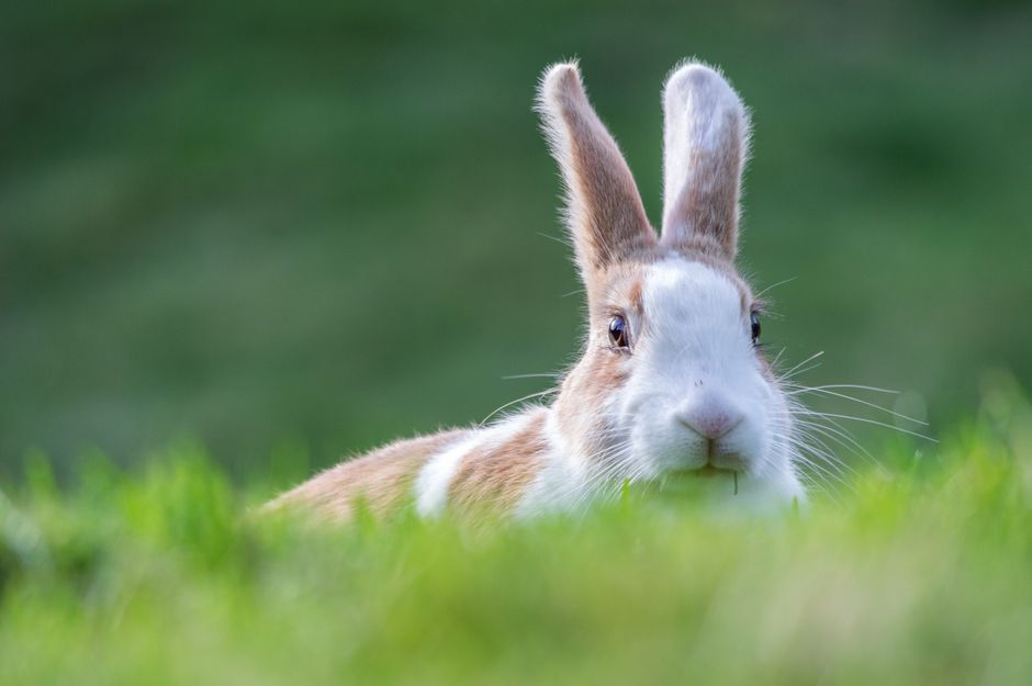 Adorable brown and white rabbit peeks from lush grass, creating a charming wildlife scene.