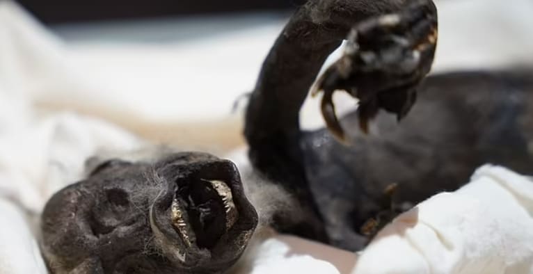 일본에서 발견된 '피지 인어'의 신비를 밝혀내다 VIDEO: Unravelling the mystery of the 'Fiji Mermaid'...