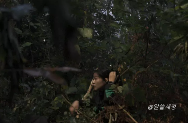 사이렌 불의 섬 숲 장면