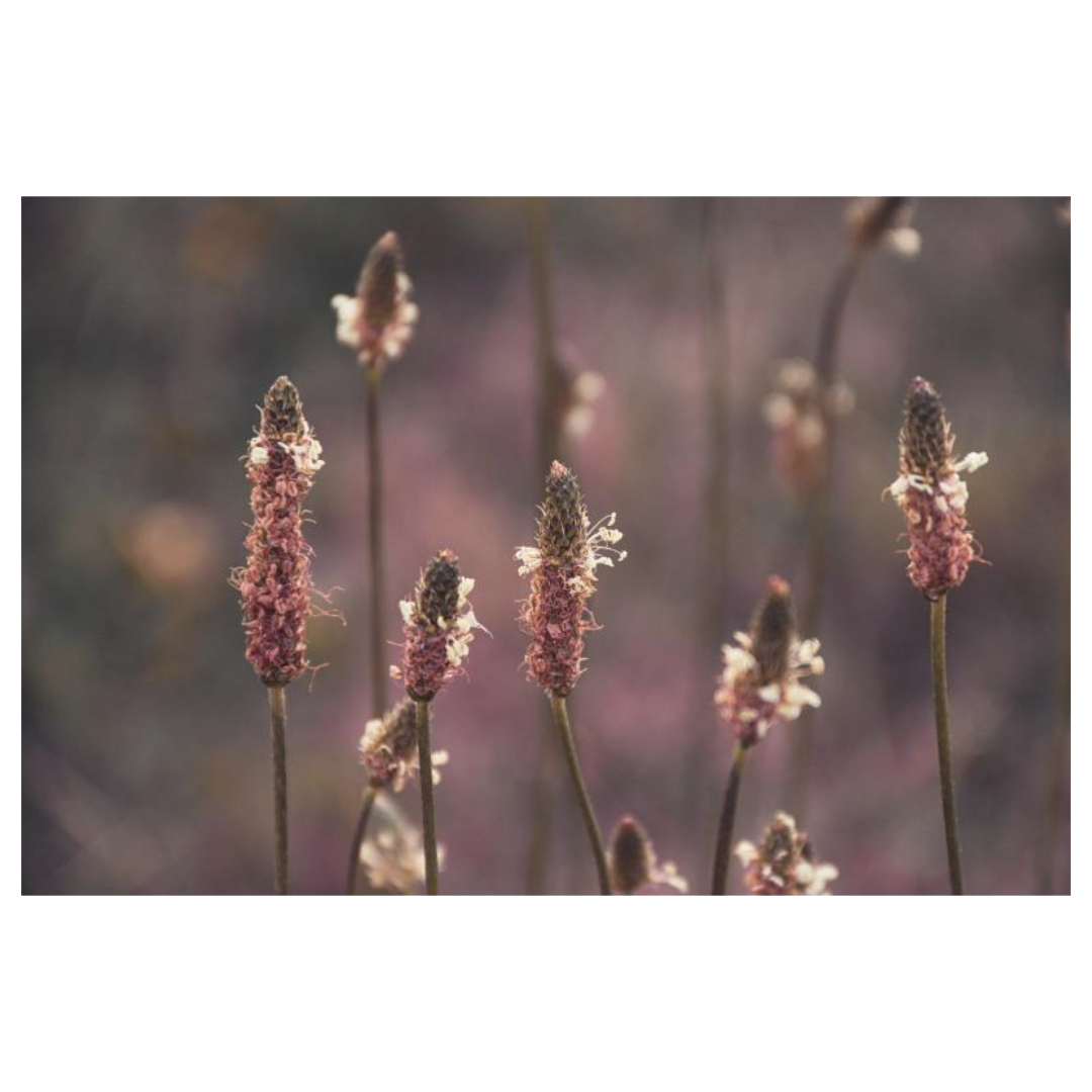 차전자피와 관련된 사진입니다.