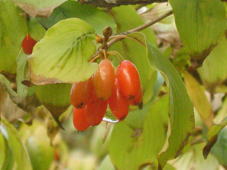 산수유 효능