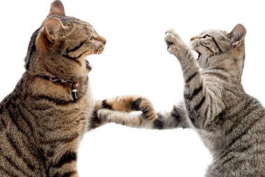 고양이의 대립.