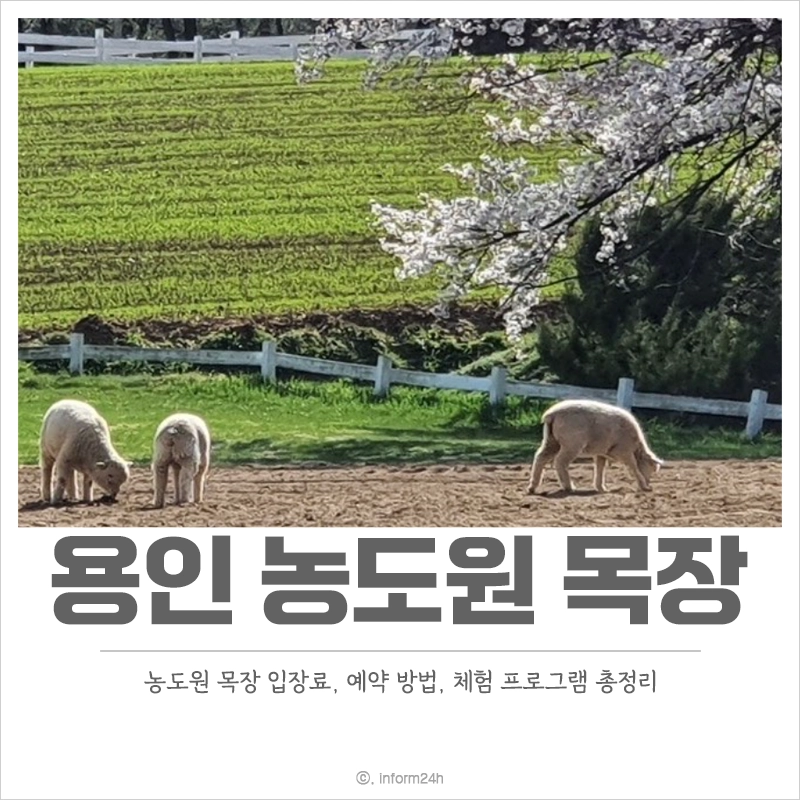 농도원-목장-입장료-예약-방법-목장-체험-프로그램
