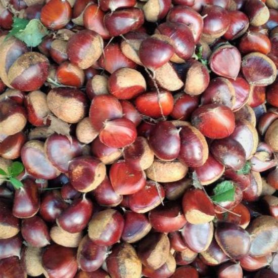 에어프라이어 밤굽기 군밤 만들기 시간과 온도 2