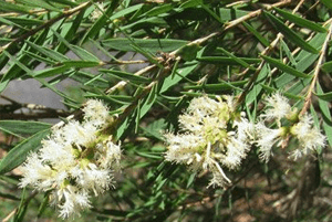 티트리오일 효능06