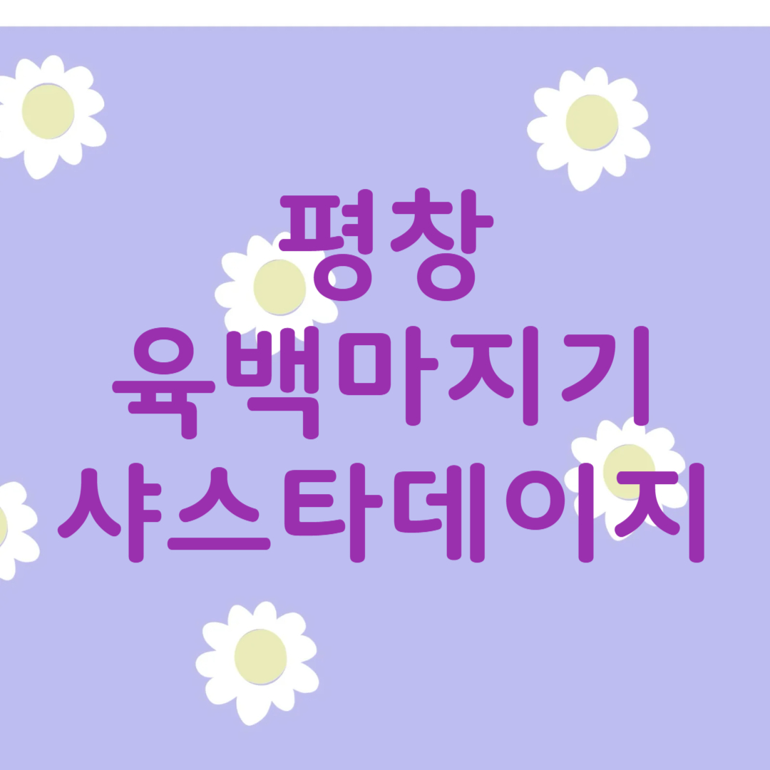 평창 육백마지기 샤스타 데이지