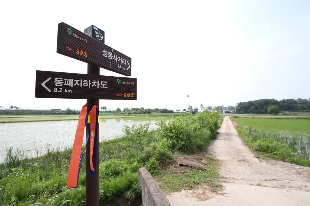 평화누리길 6코스 후반부 한적한 송촌리 농로길 사진.