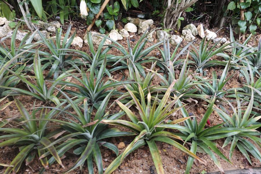 나고 파인애플농장 파인애플