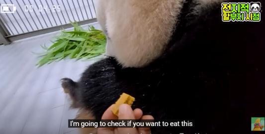 푸바오 생일잔치 판다 번식기