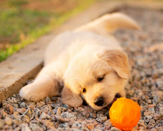 강아지 하루 놀이 시간 및 운동량 기준 [나이&amp;#44; 견종별]