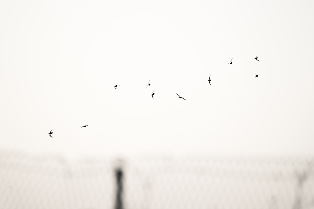 Freedom
