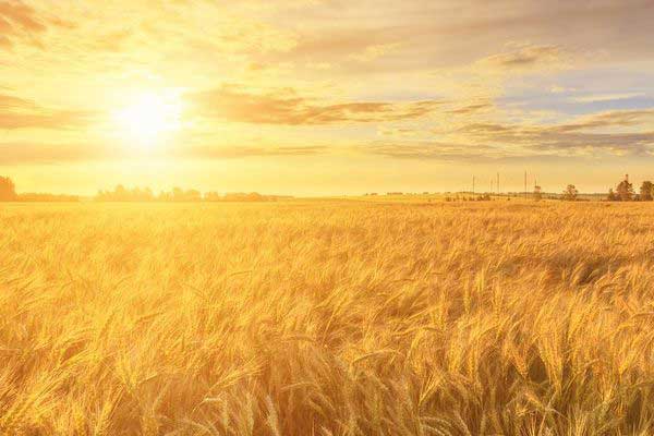 병술 물상 - 태양이 지는 들판