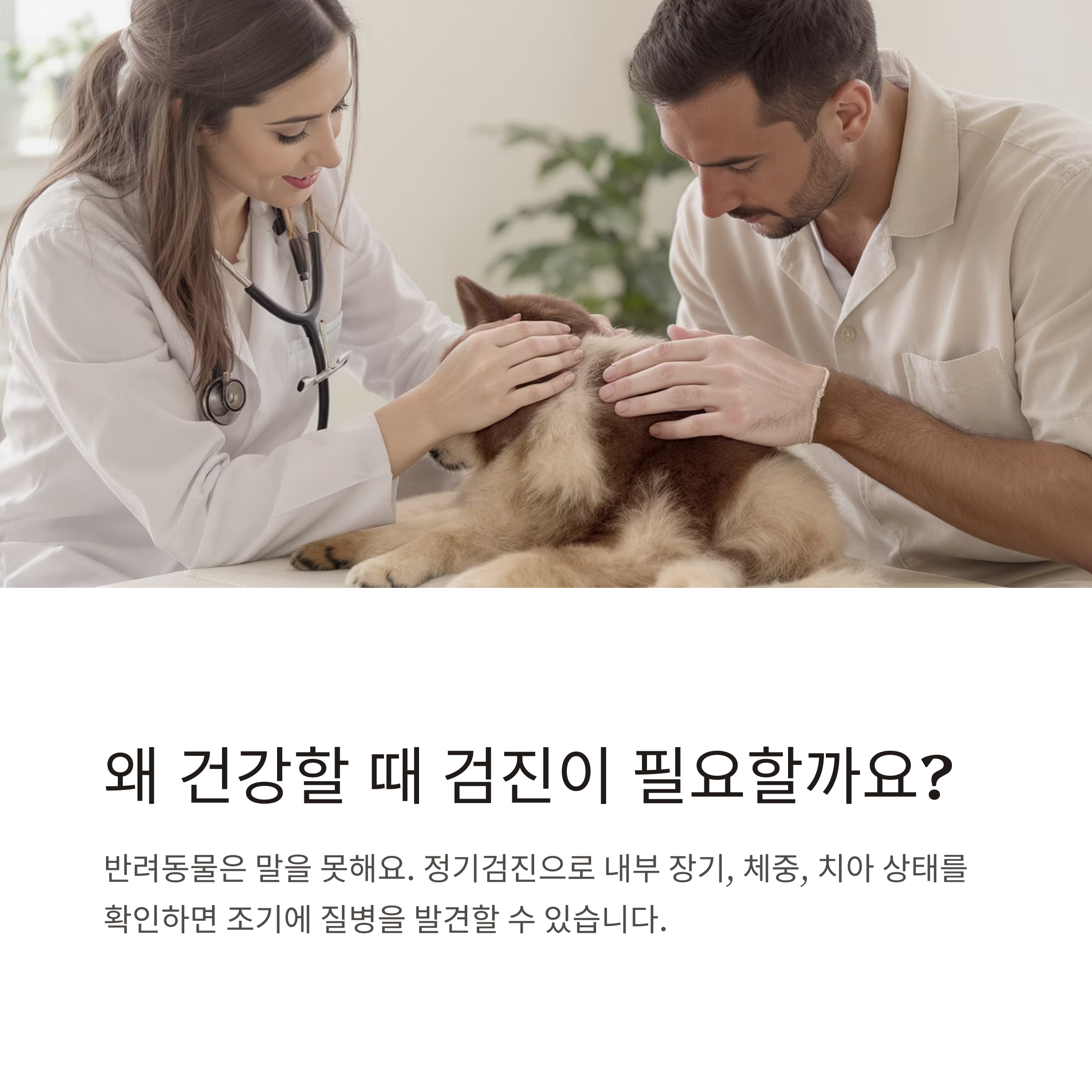 반려동물 건강검진, 꼭 받아야 하는 이유와 적정 주기