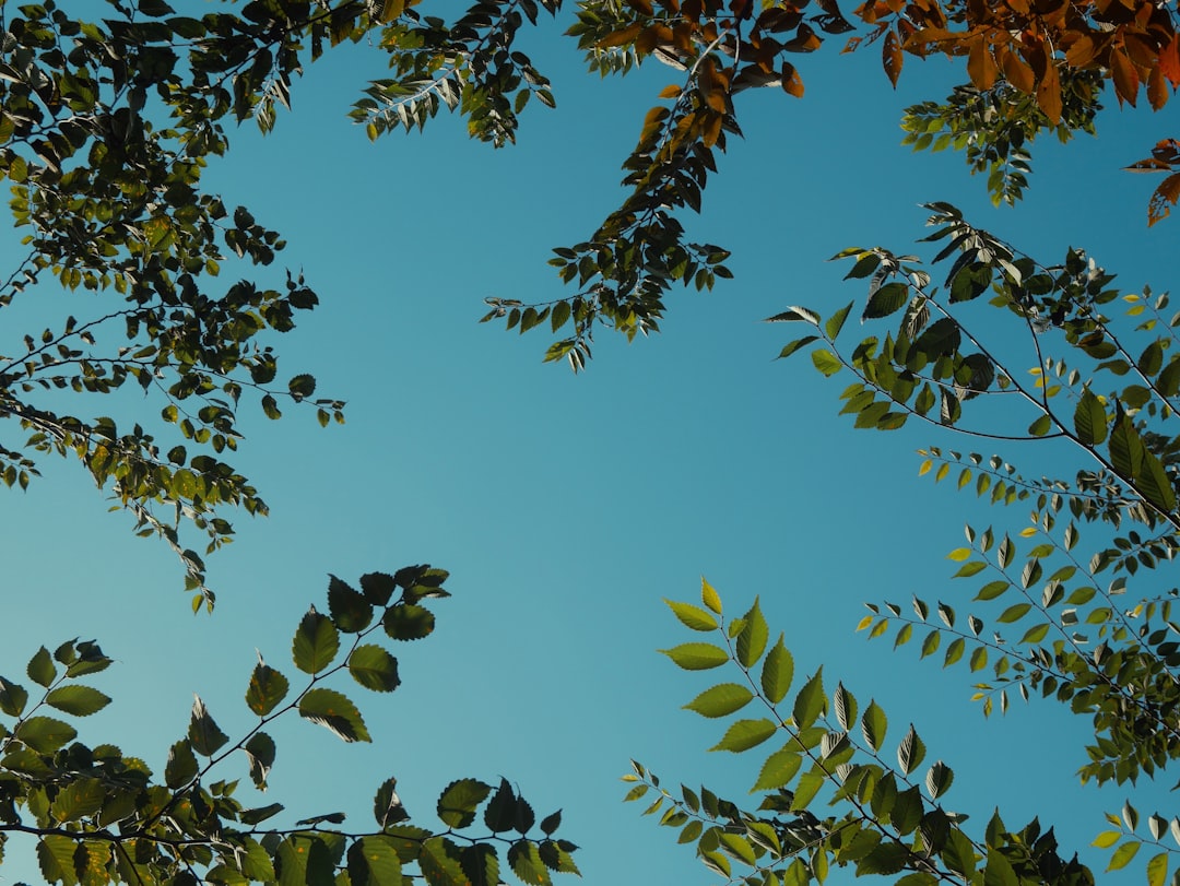 Branch