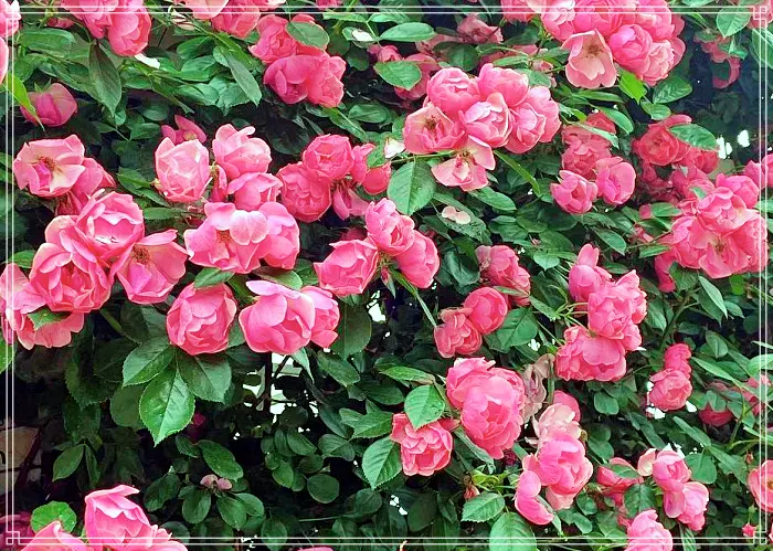 생방송 오늘저녁 논산 장미 정원, 230종 야생화, 식물원 카페, 직접키운 와송, 아로니아 스무디 맛집