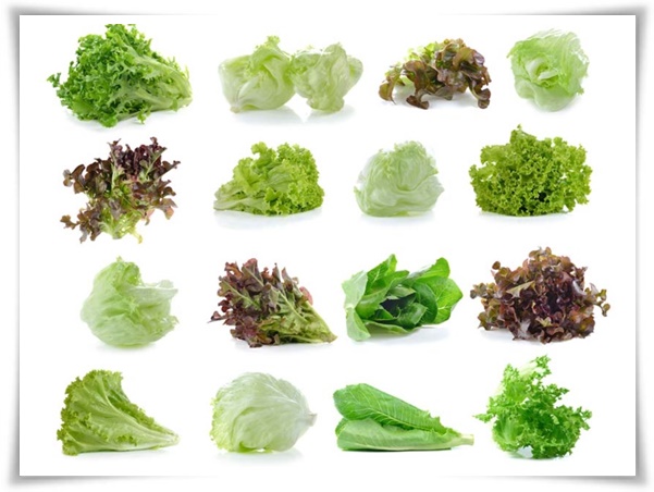 텃밭 &quot;상추 키우기&quot; 초보자도 쉽게 키우는 신선한 쌈 채소 재배의 모든 것!