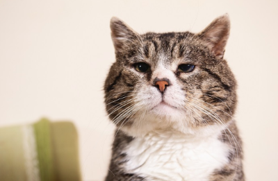 생각에 잠기는 늙은 고양이