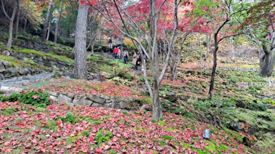 단풍명소_화담숲_이끼원