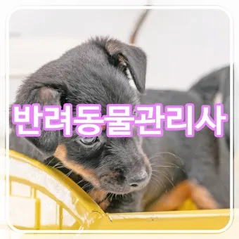 반려동물관리사 자격 교육커리큘럼 실습장비 취업처_25
