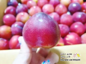 자두 보관법 수확시기 효능 자두청 만들기_21