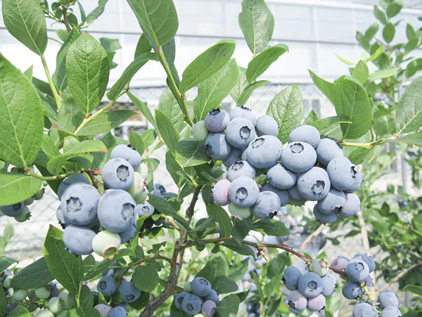 블루베리 재배 산도 조절 피트모스 혼합 여름 관수_8