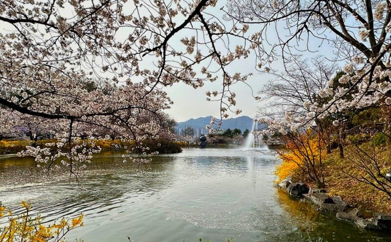 2024 숨은 벚꽃명소 / 수도권 벗꽃명소 벚꽃여행