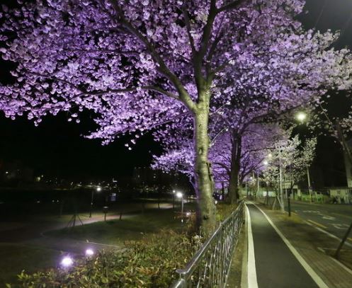 경산 벚꽃