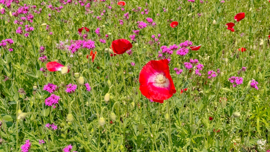 창원 대산플라워랜드 꽃구경 명소, 개화시기부터 주차팁까지 정리!