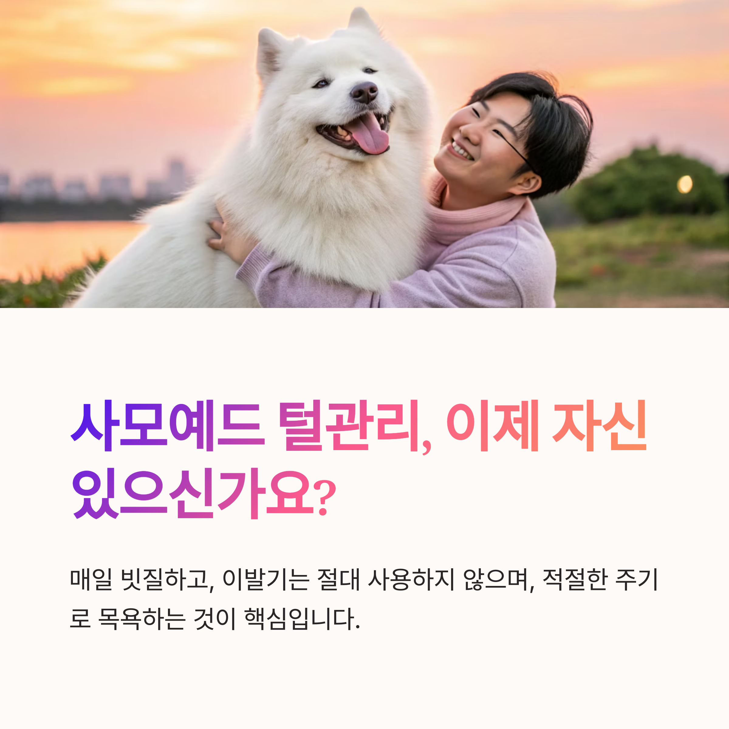 사모예드 털관리, 이제 자신 있으신가요?