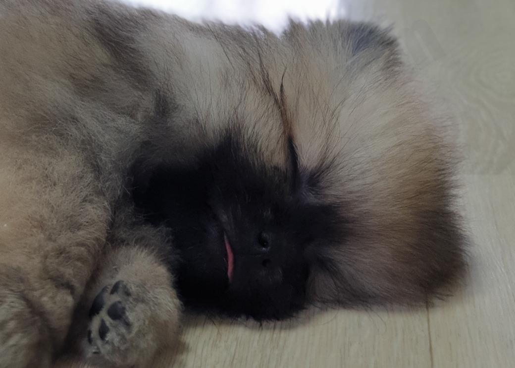 강아지 수면
