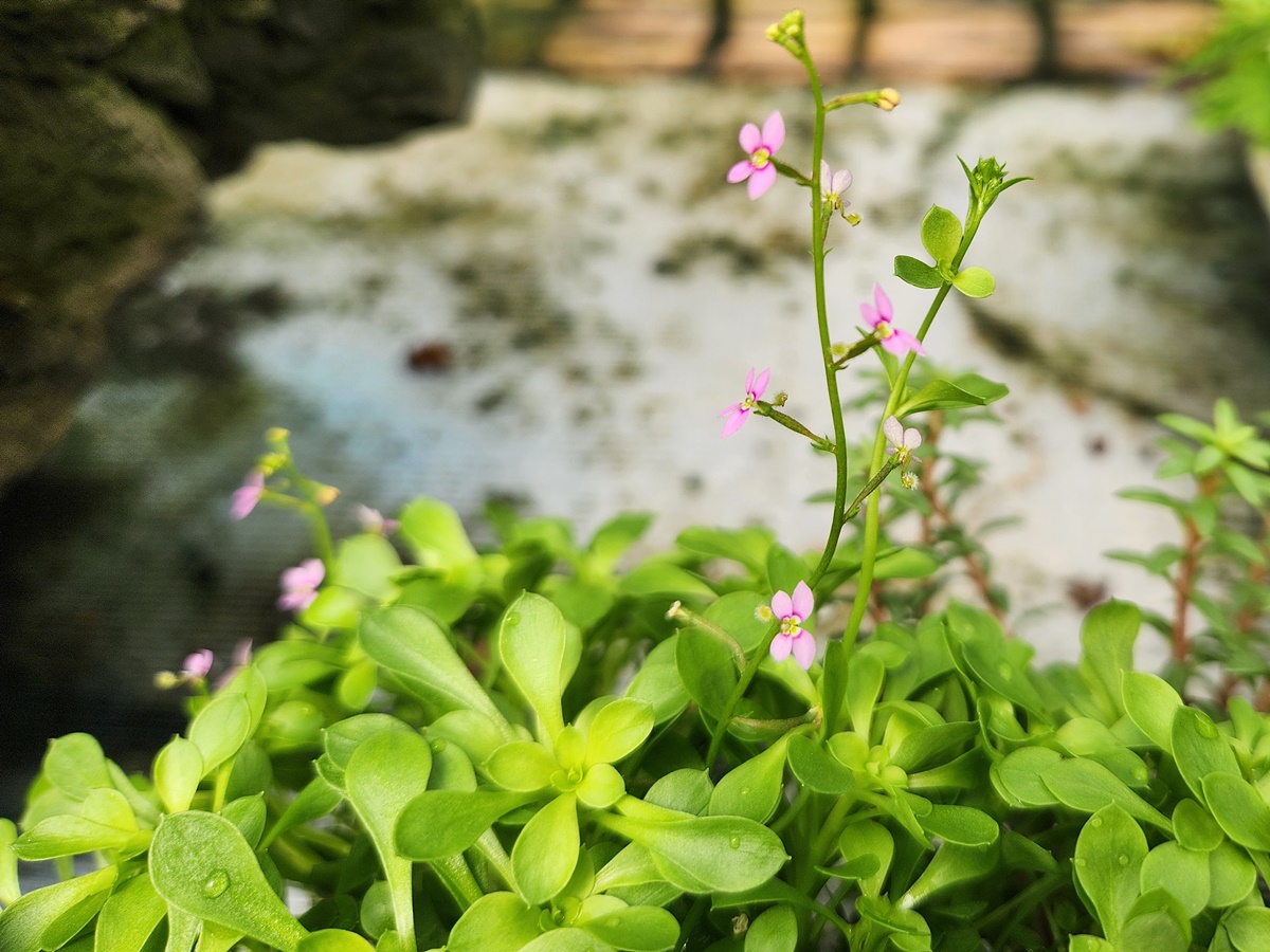 스티리디움 데빌레(스틸리디움) Stylidium