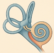 어지럼증의 원인