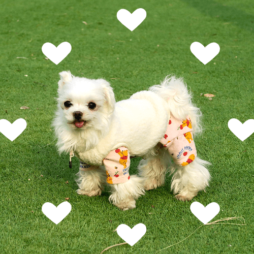 잔디밭에서 산책하는 강아지